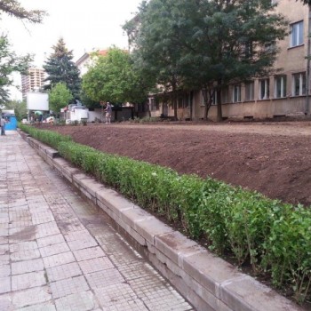 засаждане на жив плет софия